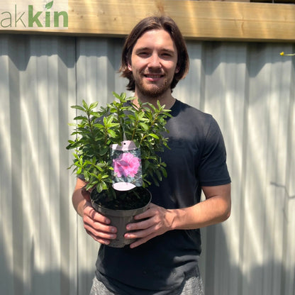 Azalea 'Roza' 2L One Click Plants