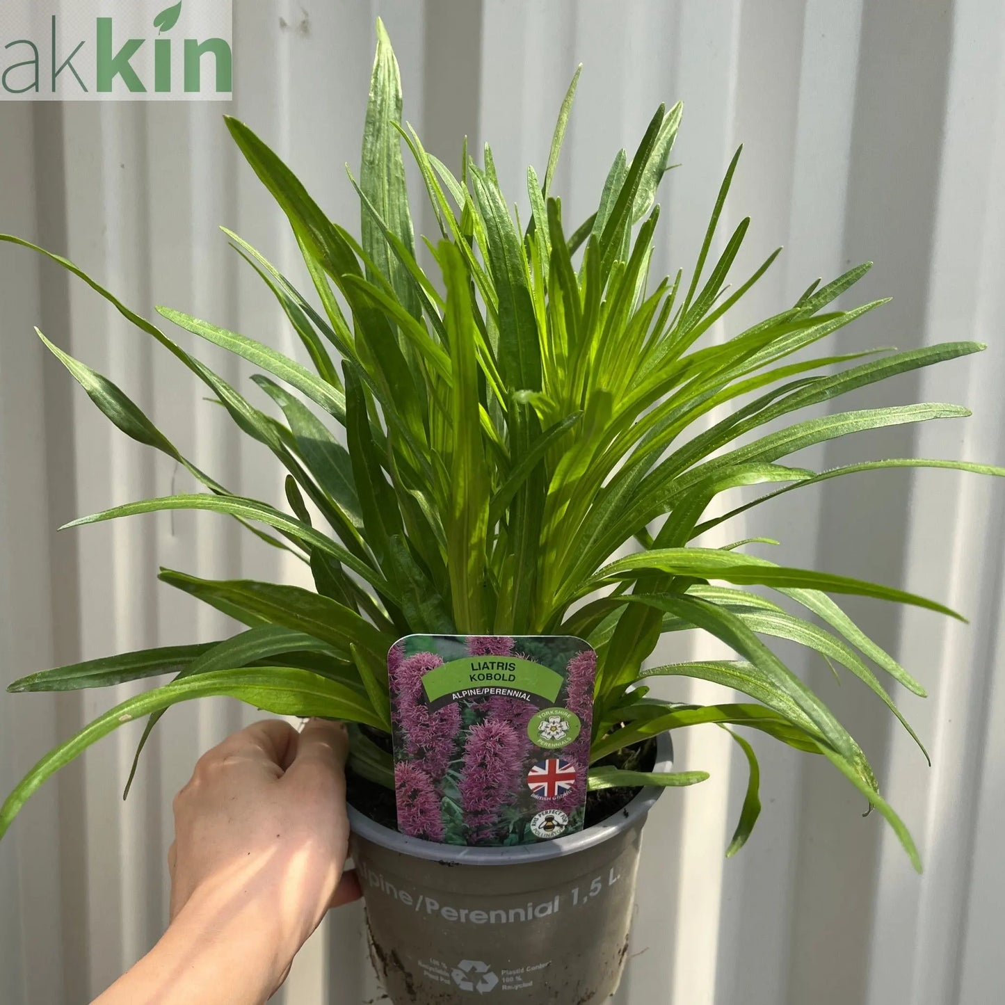 Liatris spicata Kobold 9cm/1.5L/3L One Click Plants