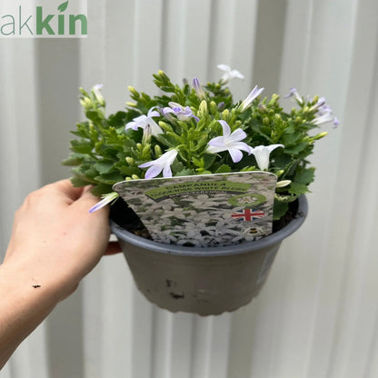Campanula portenschlagiana 'White Blush' 1.5L One Click Plants