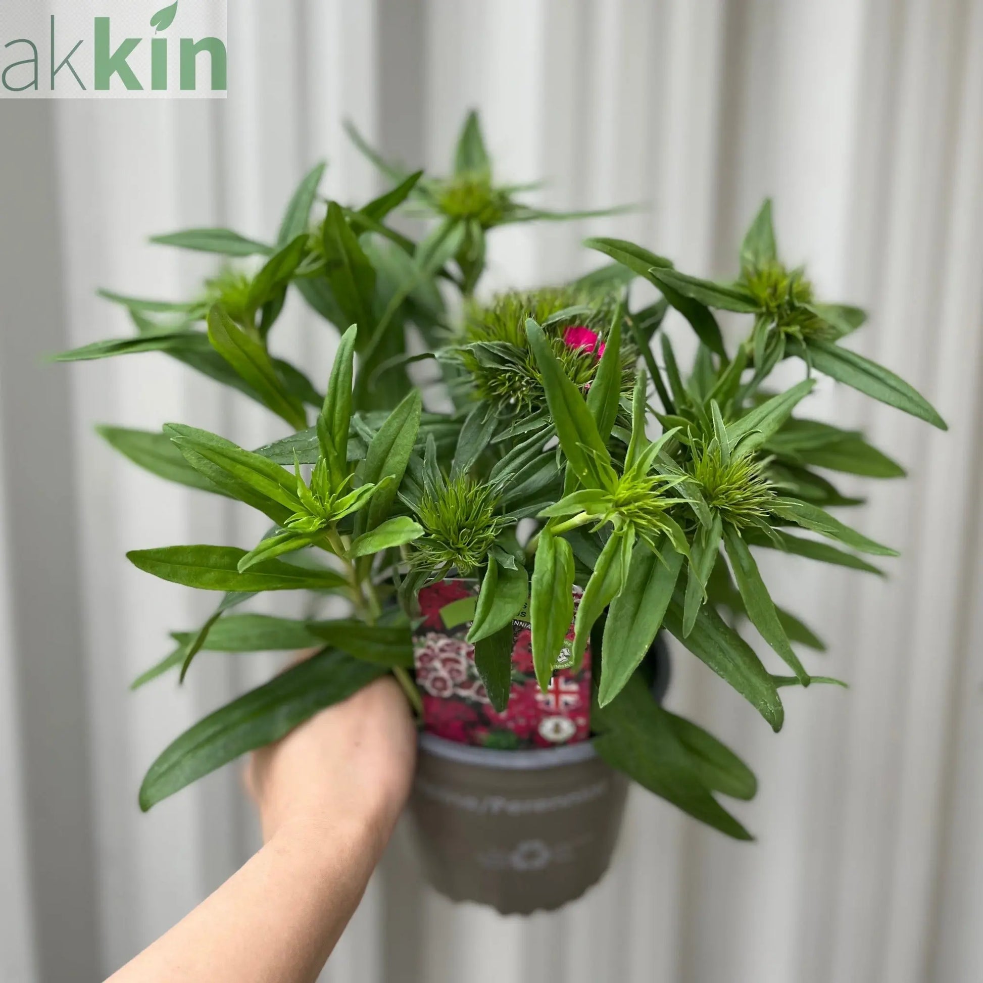 Dianthus 'Barbatus' 1.5L One Click Plants