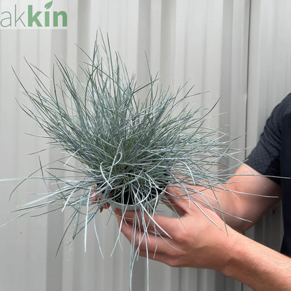 Blue Grass - Festuca Elijah Blue One Click Plants