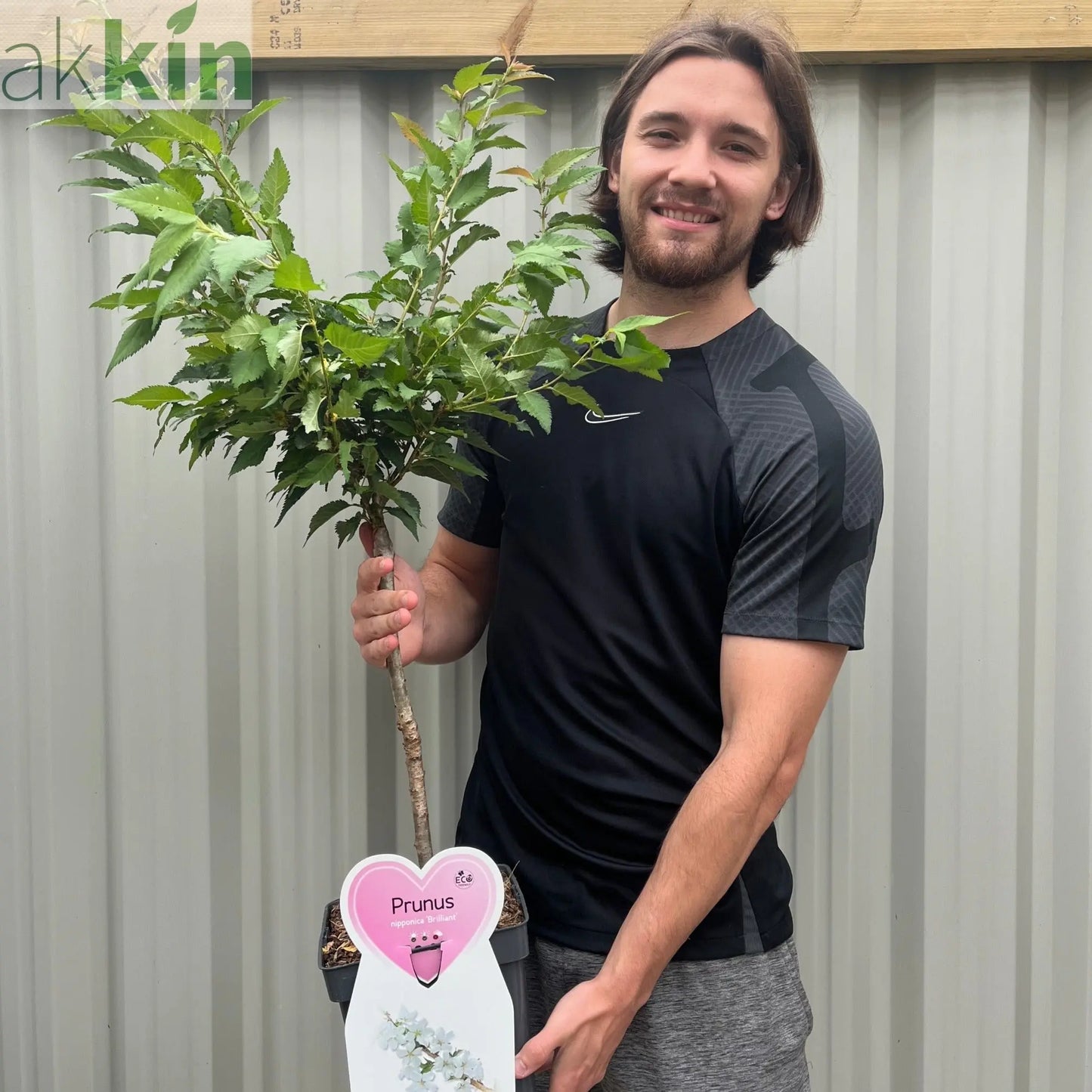 Ornamental Flowering Cherry Blossom Dwarf Tree -  Nipponica ‘Brilliant' (2 Sizes Available) One Click Plants