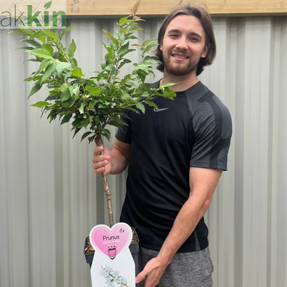 Ornamental Flowering Cherry Blossom Dwarf Tree -  Nipponica ‘Brilliant' (2 Sizes Available) One Click Plants