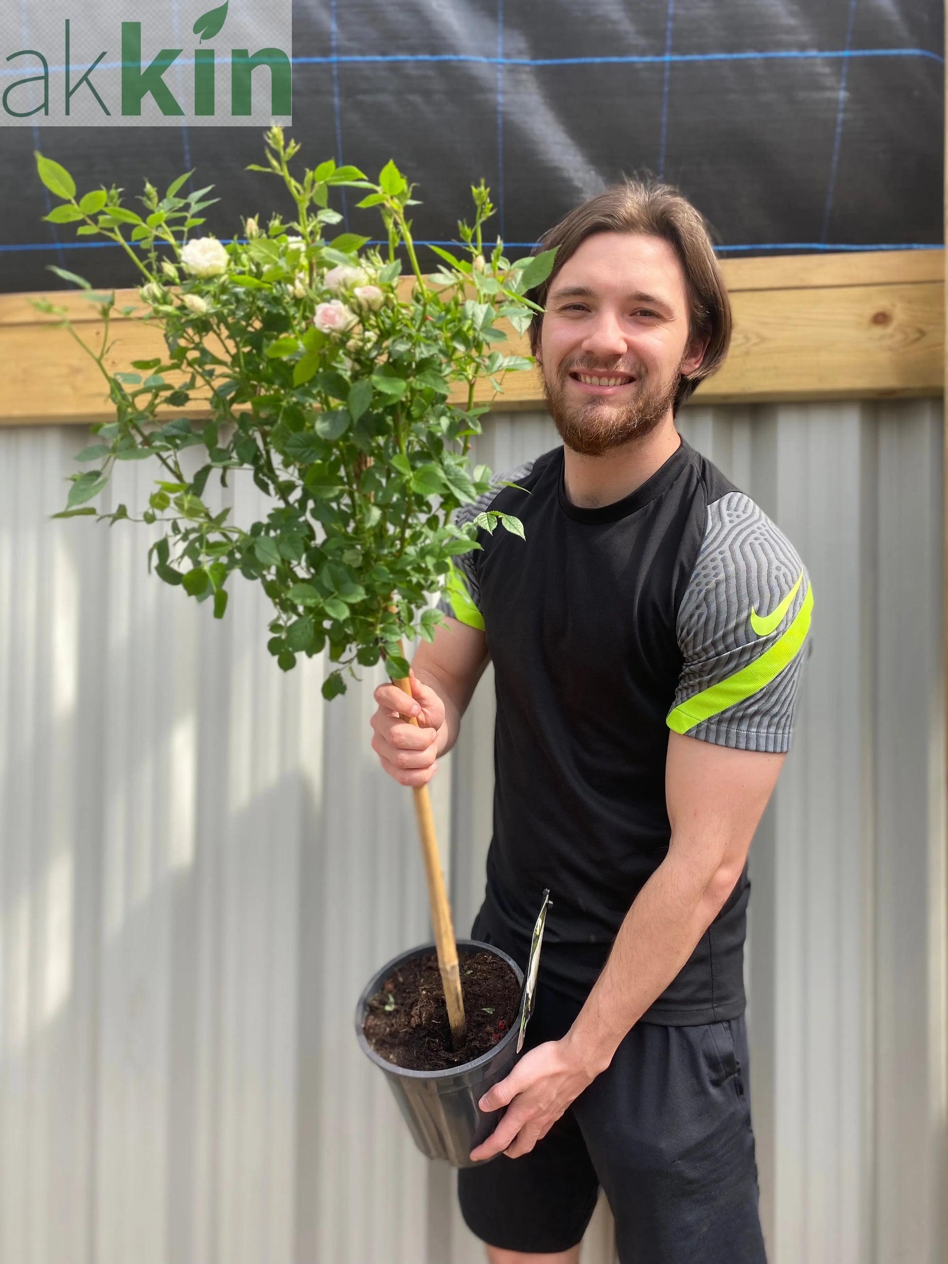 Patio Standard Rose 'White' 60-70cm One Click Plants