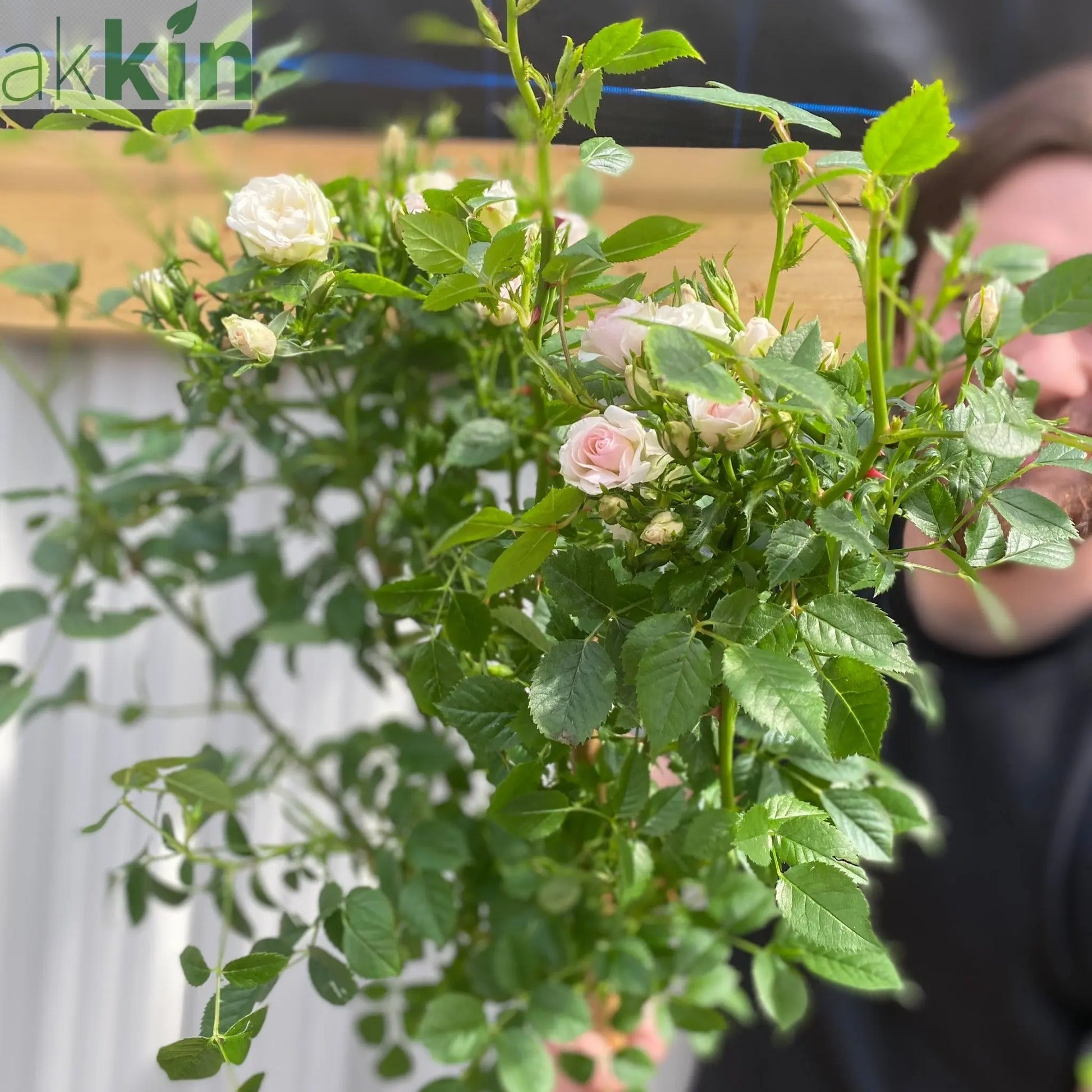 Patio Standard Rose 'White' 60-70cm One Click Plants
