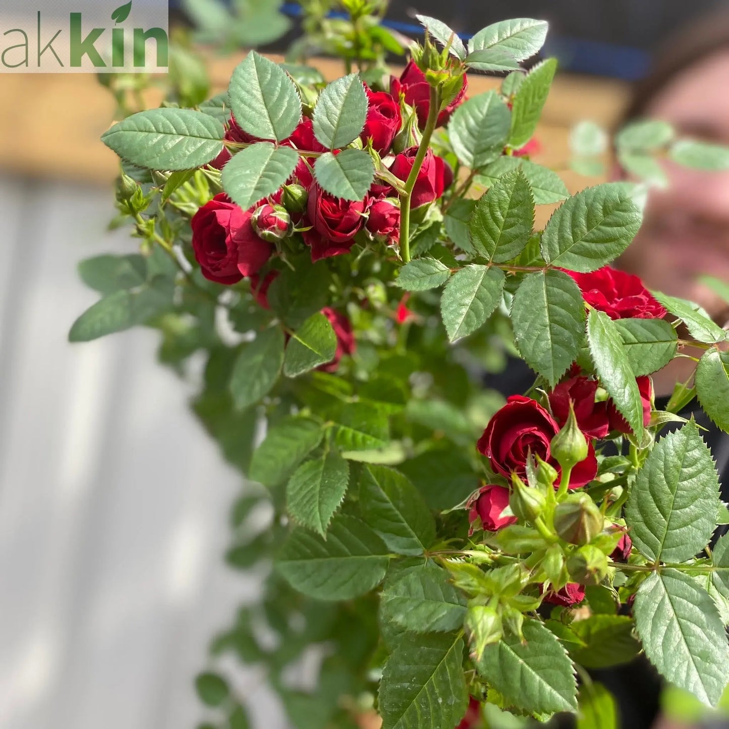 Patio Standard Rose 'Red' One Click Plants