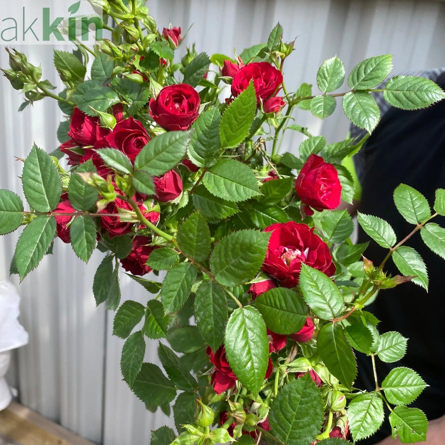 Patio Standard Rose 'Red' One Click Plants