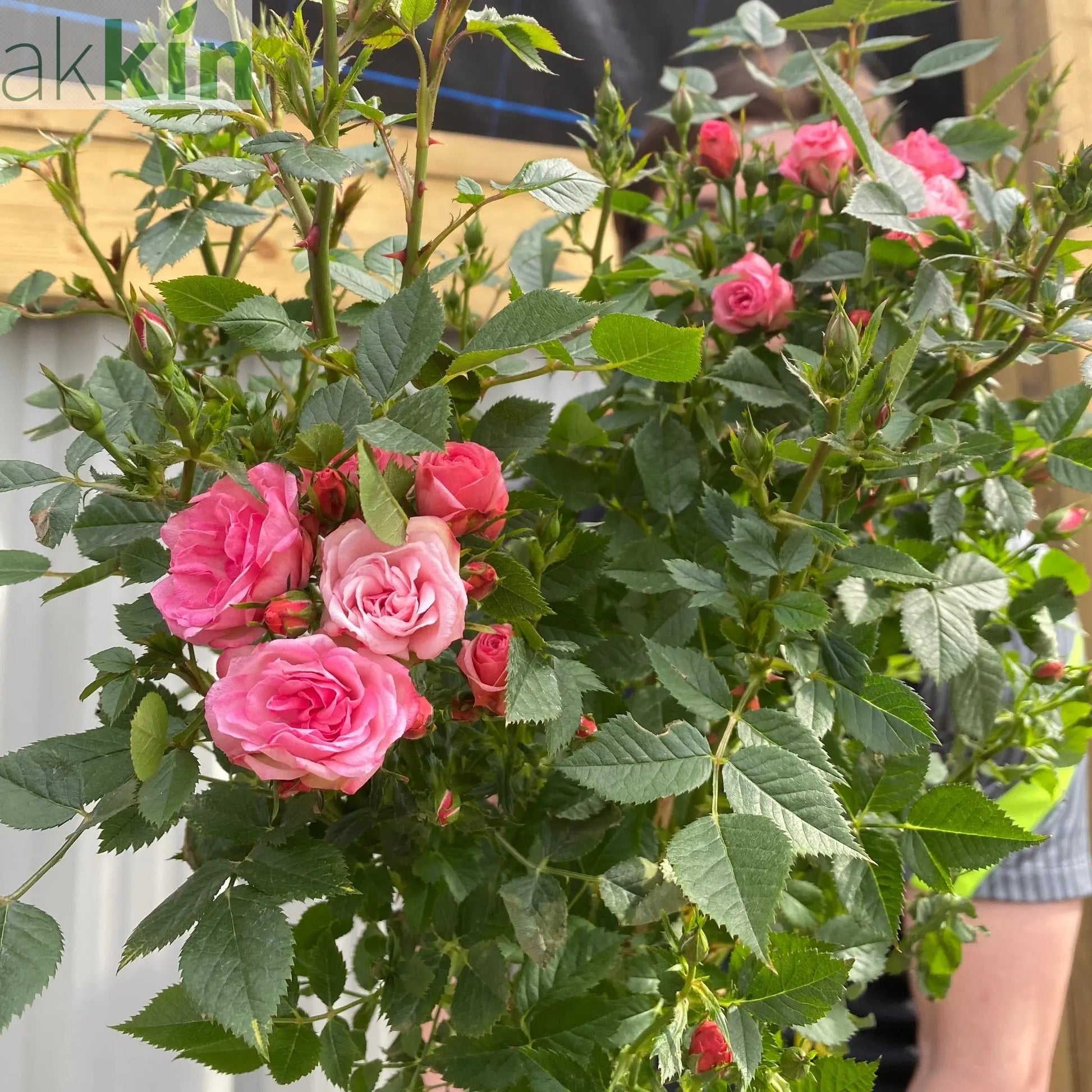Patio Standard Rose 'Pink' One Click Plants