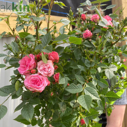 Patio Standard Rose 'Pink' One Click Plants