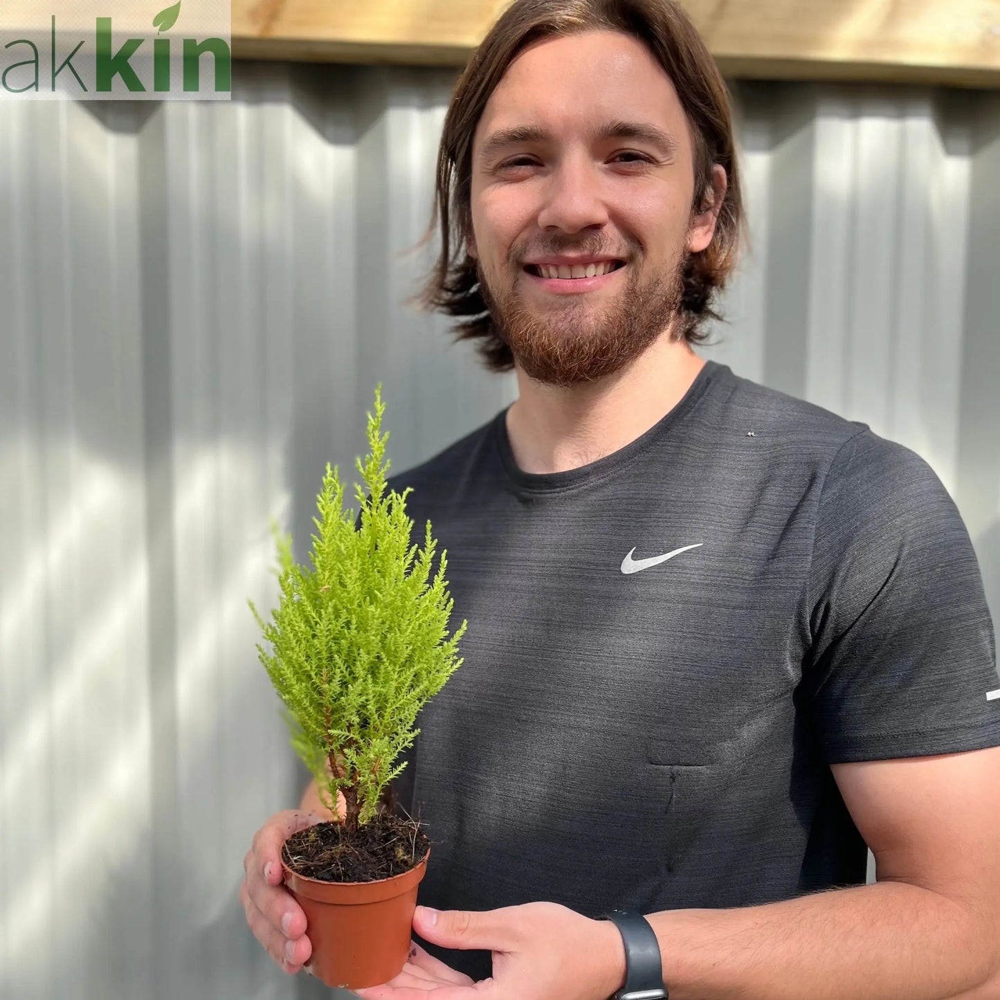 Goldcrest Conifer 'Wilma' (4 sizes available) One Click Plants