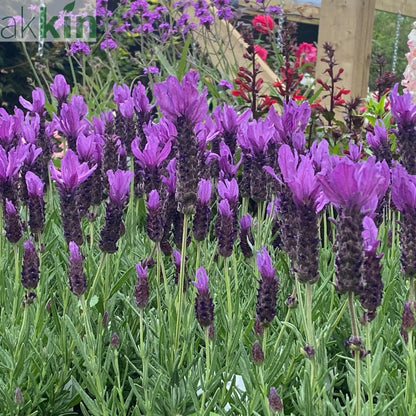 Lavender Stoechas - Javelin Deep Purple 9cm/1.5L/2L One Click Plants