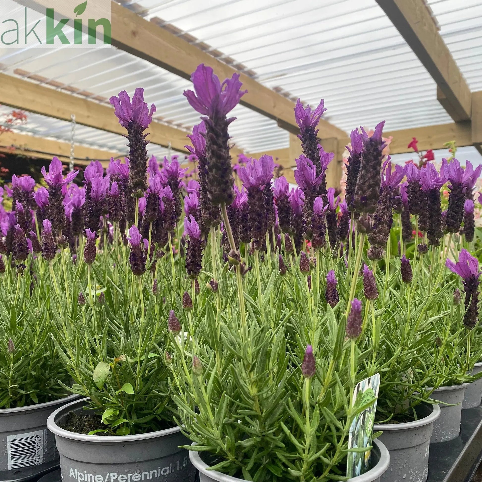 Lavender Stoechas - Javelin Deep Purple 9cm/1.5L/2L One Click Plants