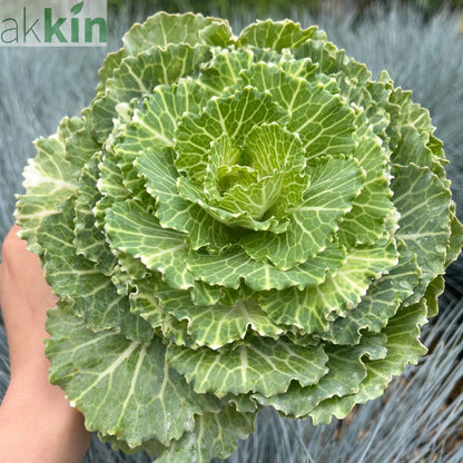 Ornamental Brassica Cabbage (3 Plants in 12cm Pots) One Click Plants