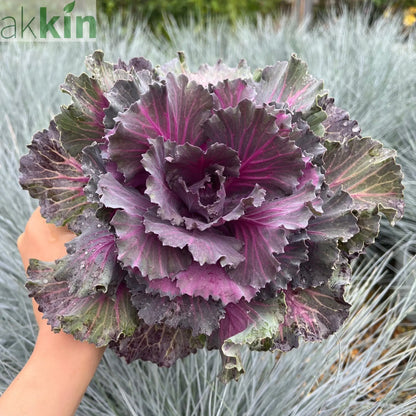Ornamental Brassica Cabbage (3 Plants in 12cm Pots) One Click Plants