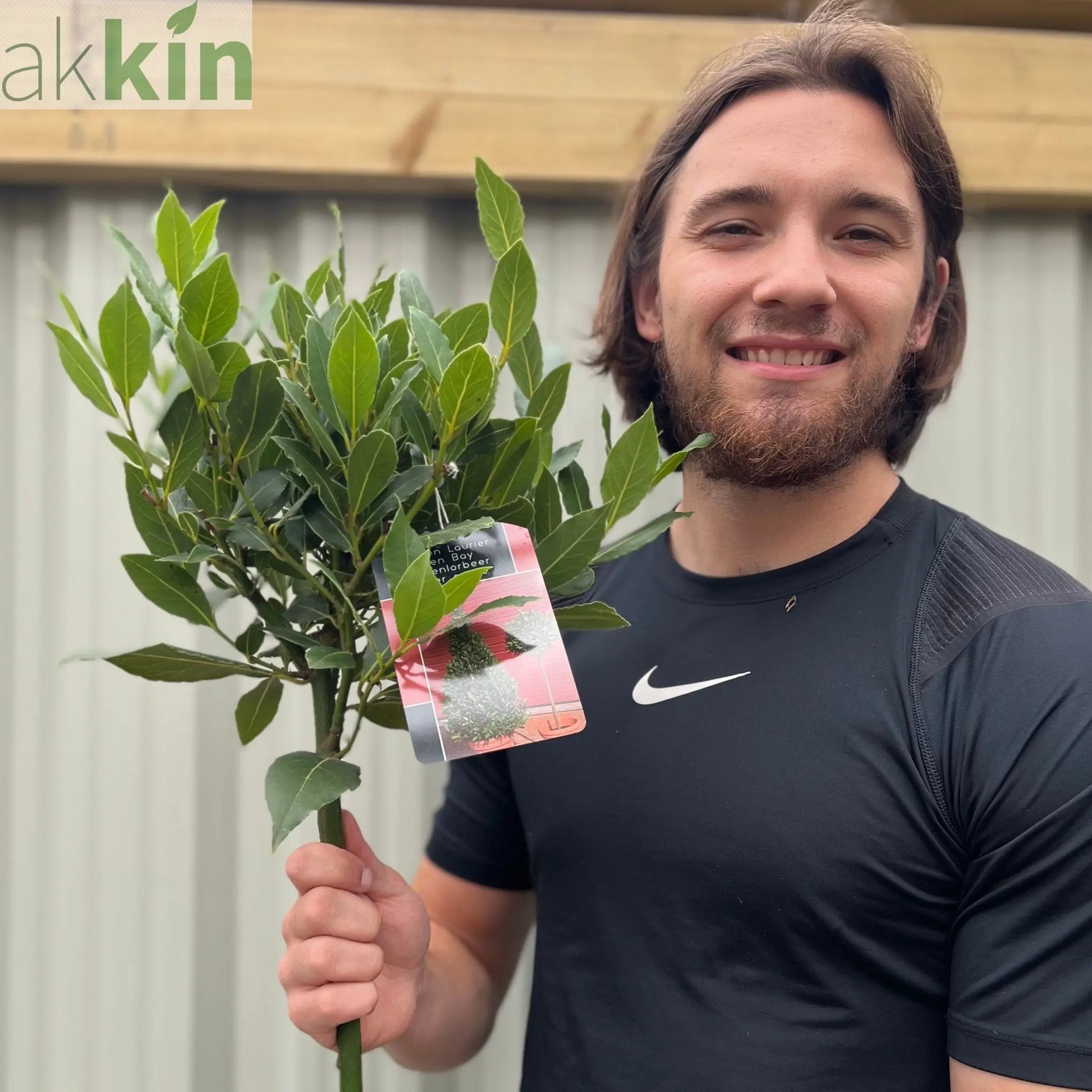Standard Bay Tree | Laurus nobilis | 90-100cm One Click Plants