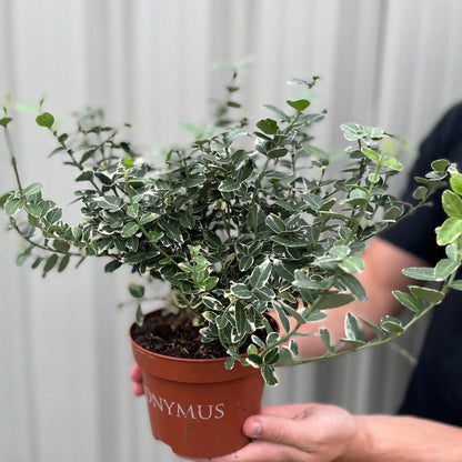 Euonymus fortunei ‘Emerald Gaiety’ 1L / 5L One Click Plants