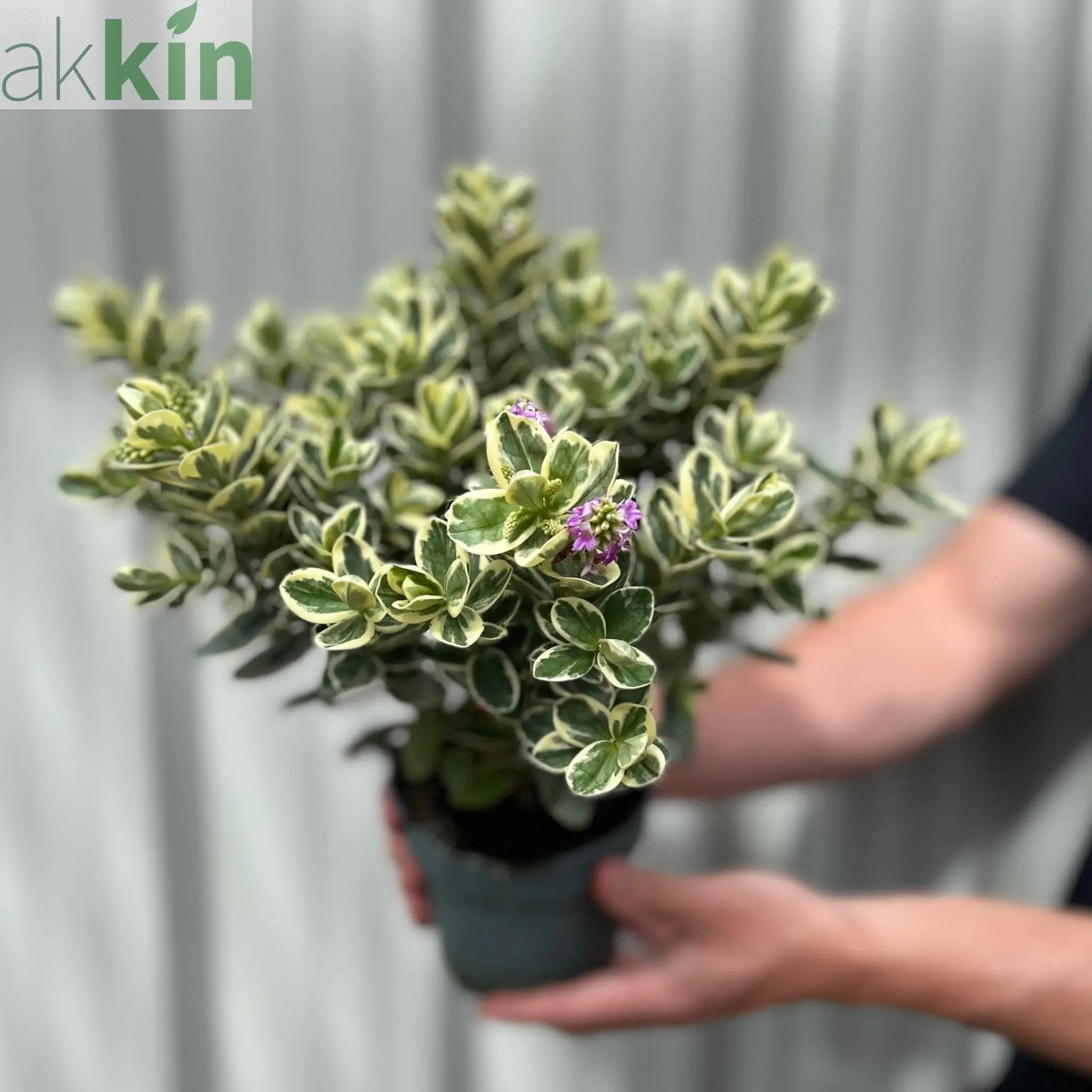 Variegated Hebe andersonii Katrina 1L/5L One Click Plants