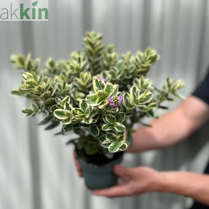Variegated Hebe andersonii Katrina 1L/5L One Click Plants
