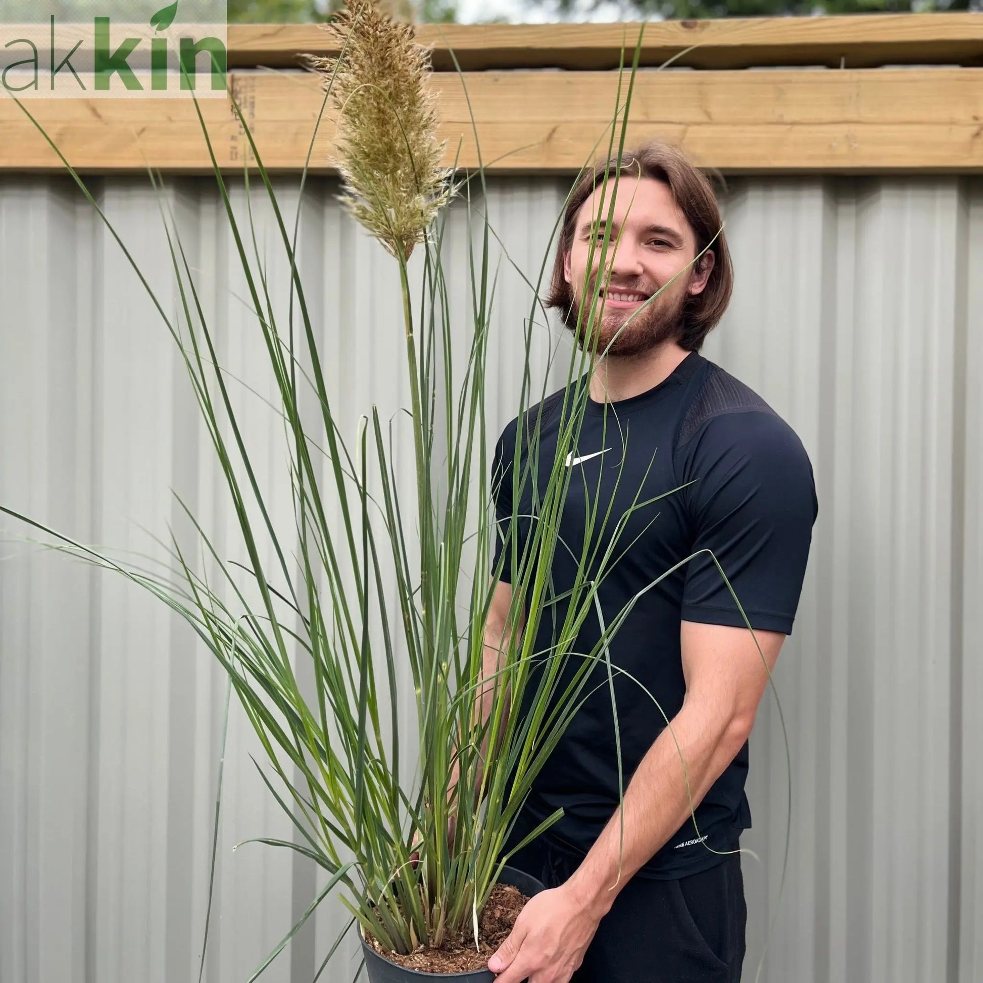 Pampas Grass - Cortaderia selloana Pumila 2L/5L One Click Plants