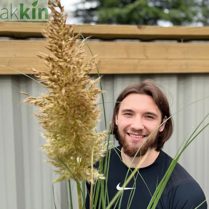 Pampas Grass - Cortaderia selloana Pumila 2L/5L One Click Plants