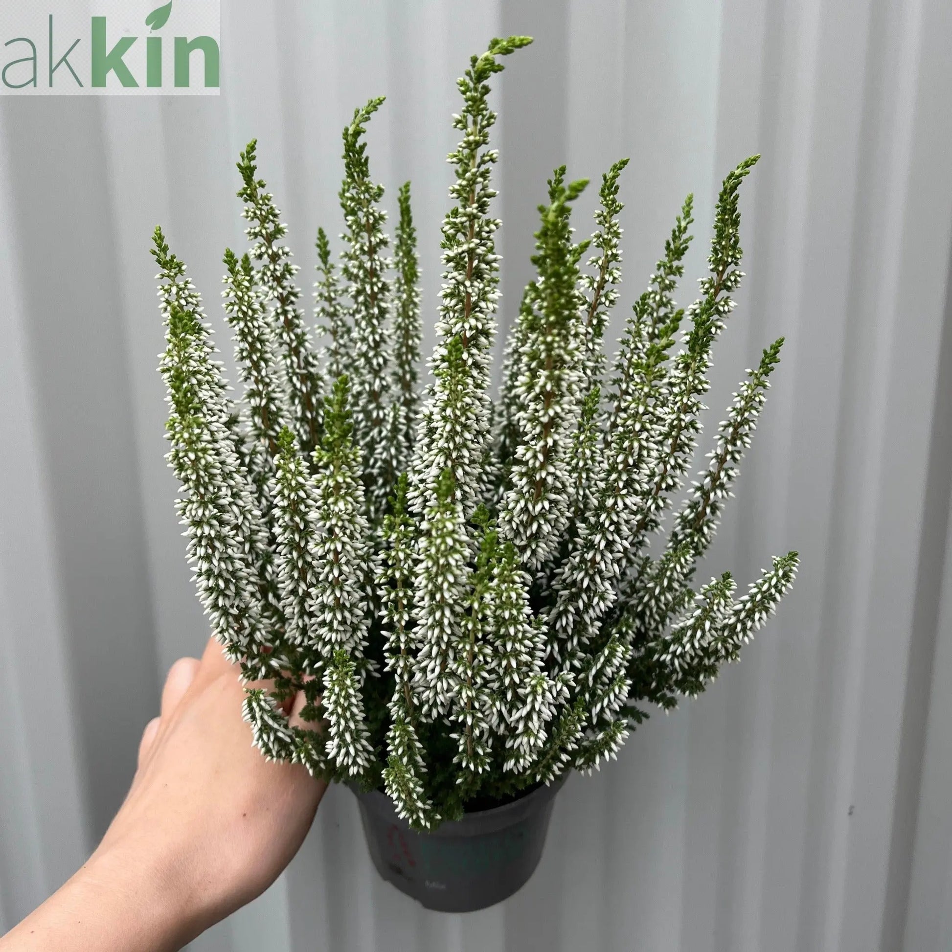 Calluna Heather White (9cm Pot) One Click Plants