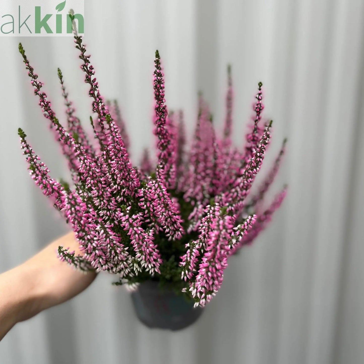 Calluna Heather Pink (9cm Pot) One Click Plants