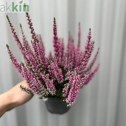 Calluna Heather Pink (9cm Pot) One Click Plants