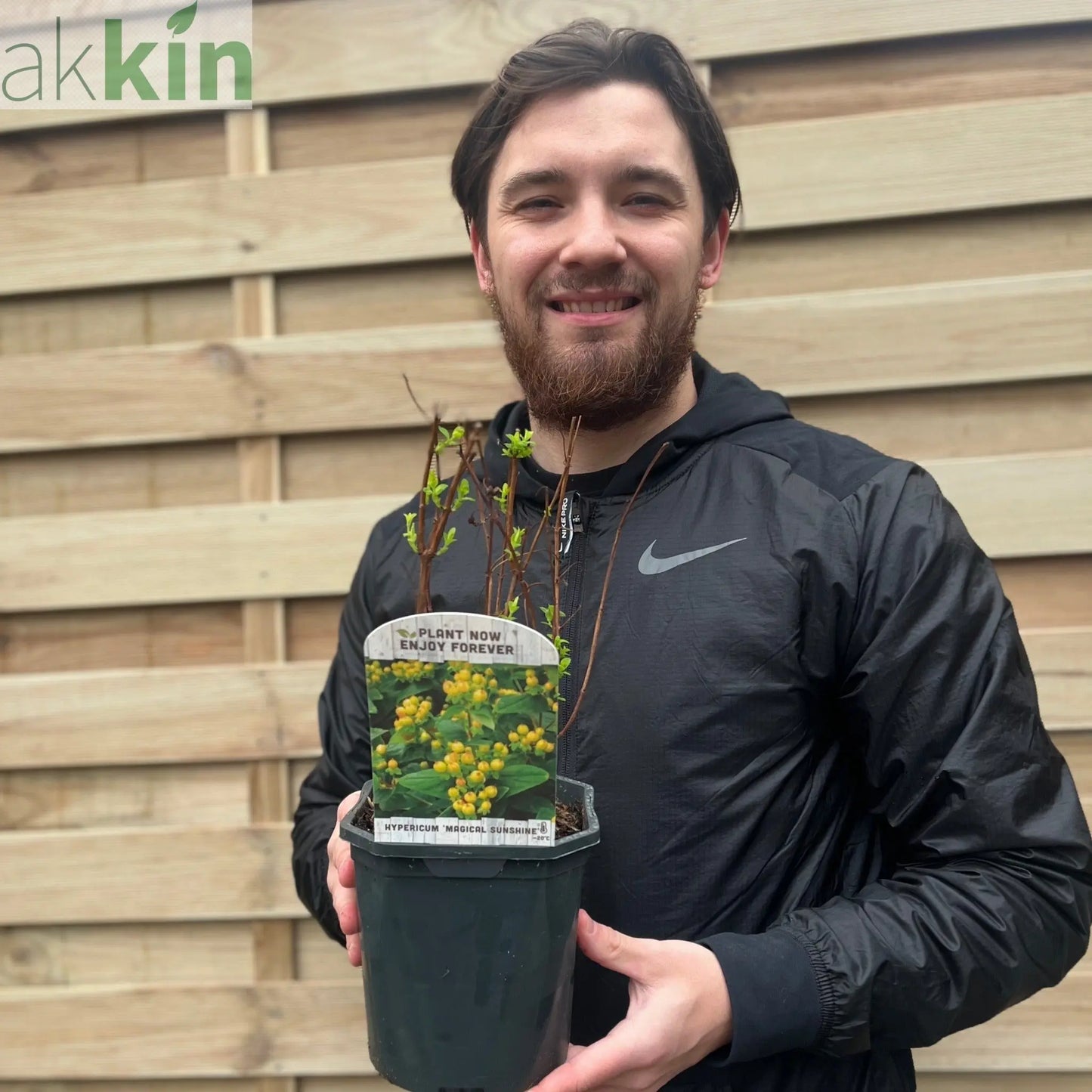 Hypericum 'Magical Sunshine' 2L One Click Plants