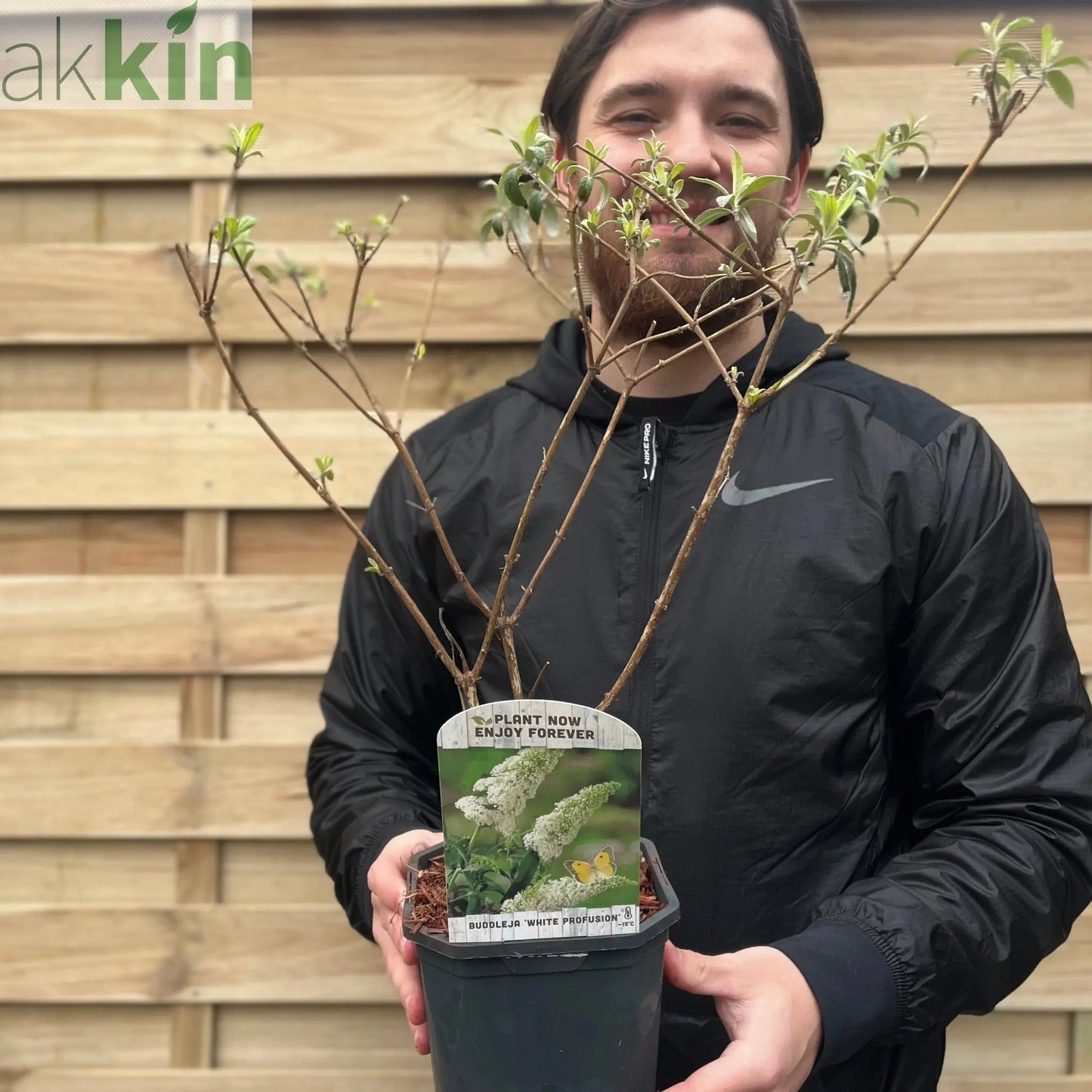 Buddleja davidii 'Manho White’ 1L / 2L One Click Plants