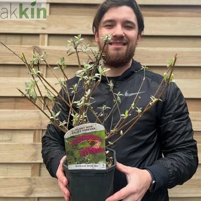 Buddleja davidii 'Royal Red' 1L / 2L One Click Plants