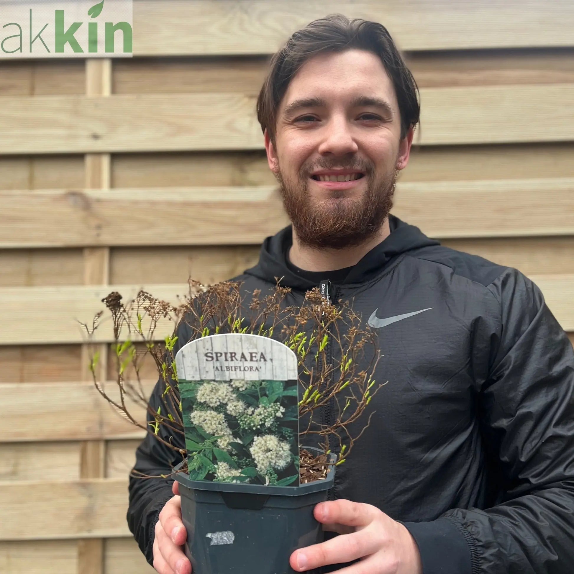 Spiraea japonica 'Albiflora' 2L One Click Plants