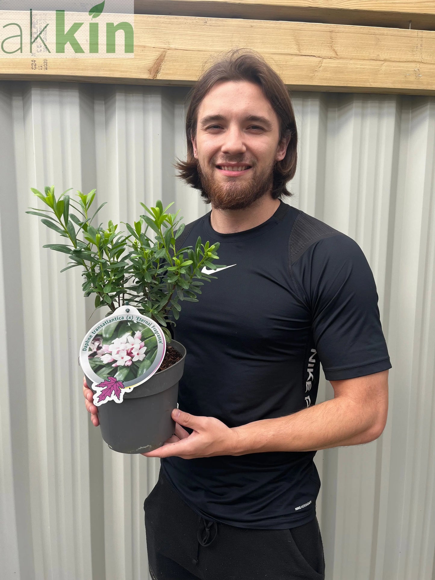 Daphne x Eternal Fragrance 1.5L/2L One Click Plants