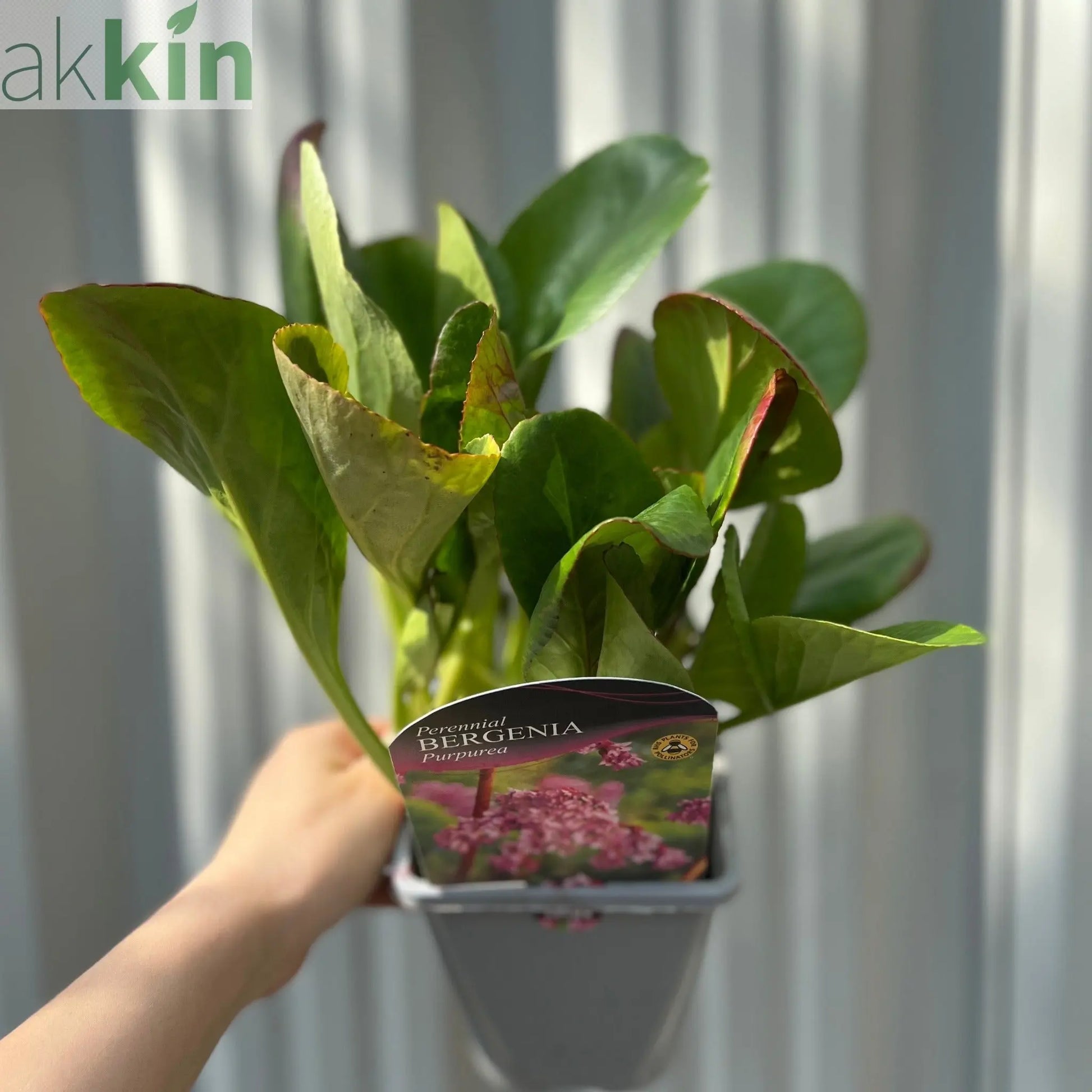 Bergenia cordifolia 'Purpurea' (Elephant's Ears) - Two sizes available One Click Plants