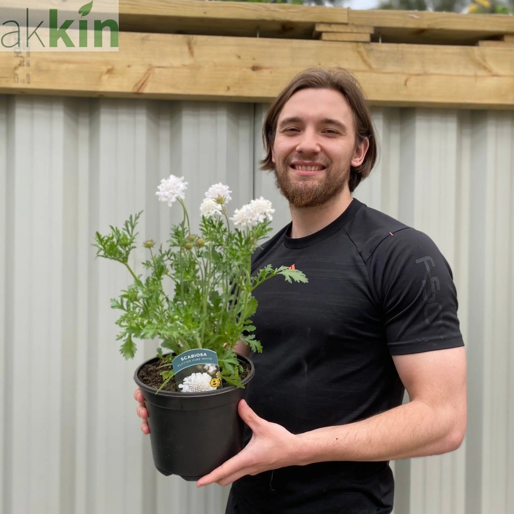 Scabious 'Kudo White' 9cm/2L One Click Plants