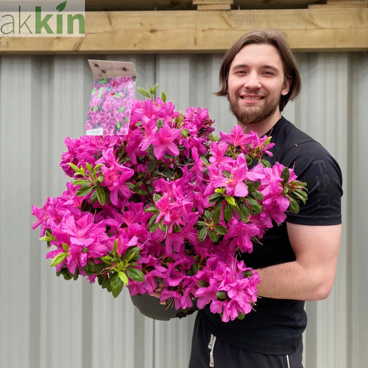 Azalea 'Koningstein' 10L One Click Plants