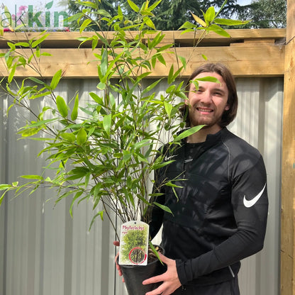 Phyllostachys nigra | Black Bamboo 80-90cm (Multi-Buy Offers) One Click Plants