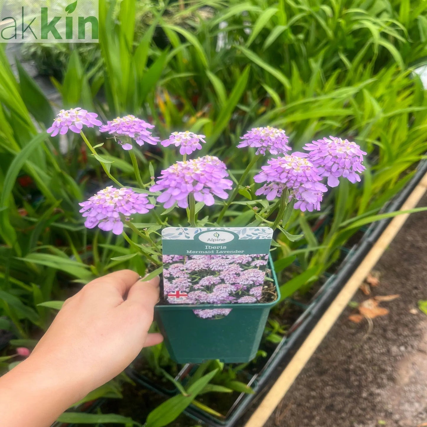 Iberis 'Mermaid Lavender' 9cm/1.5L One Click Plants