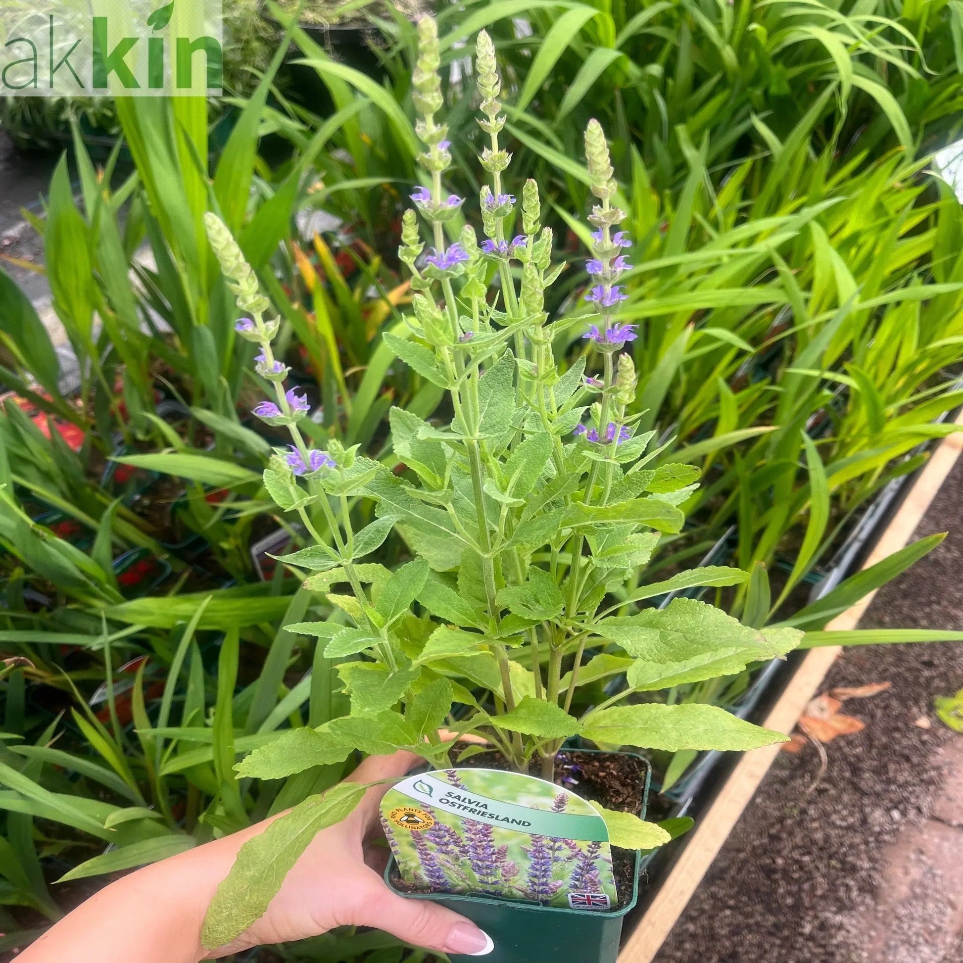 Salvia nemorasa 'Ostfriesland' Blue 9cm / 2L One Click Plants