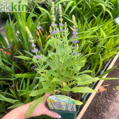 Salvia nemorasa 'Ostfriesland' Blue 9cm / 2L One Click Plants