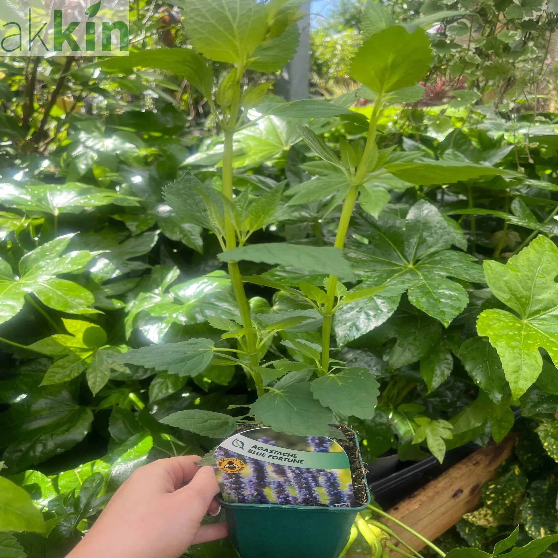 AGASTACHE 'Blue Fortune' 9cm One Click Plants
