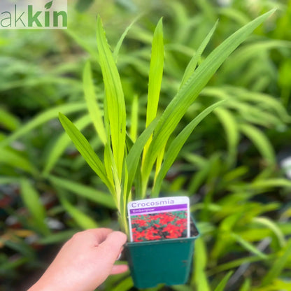Crocosmia x crocosmiiflora 'Emberglow' 9cm/2L One Click Plants