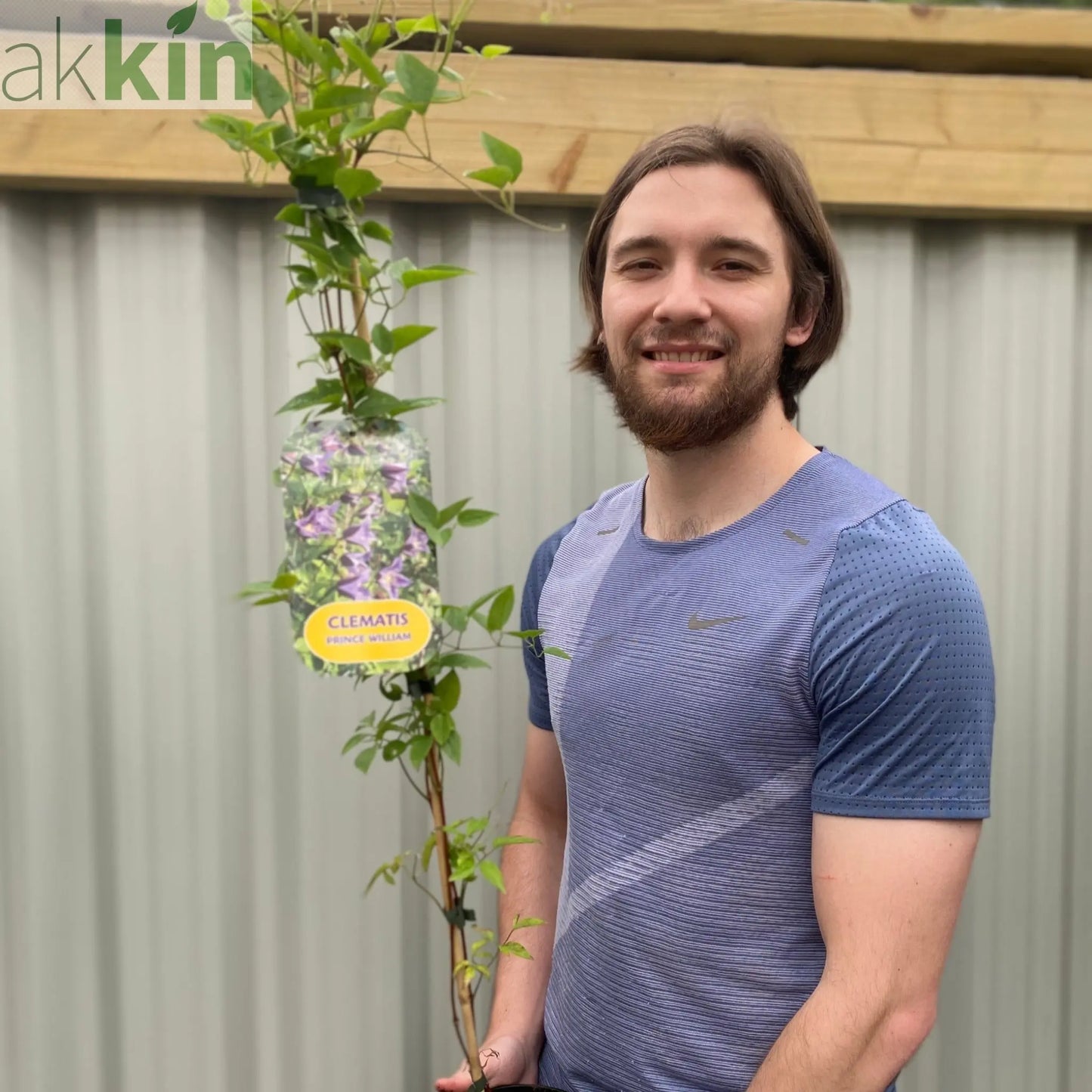 Clematis 'Prince William' 70cm ('Zo08171') One Click Plants