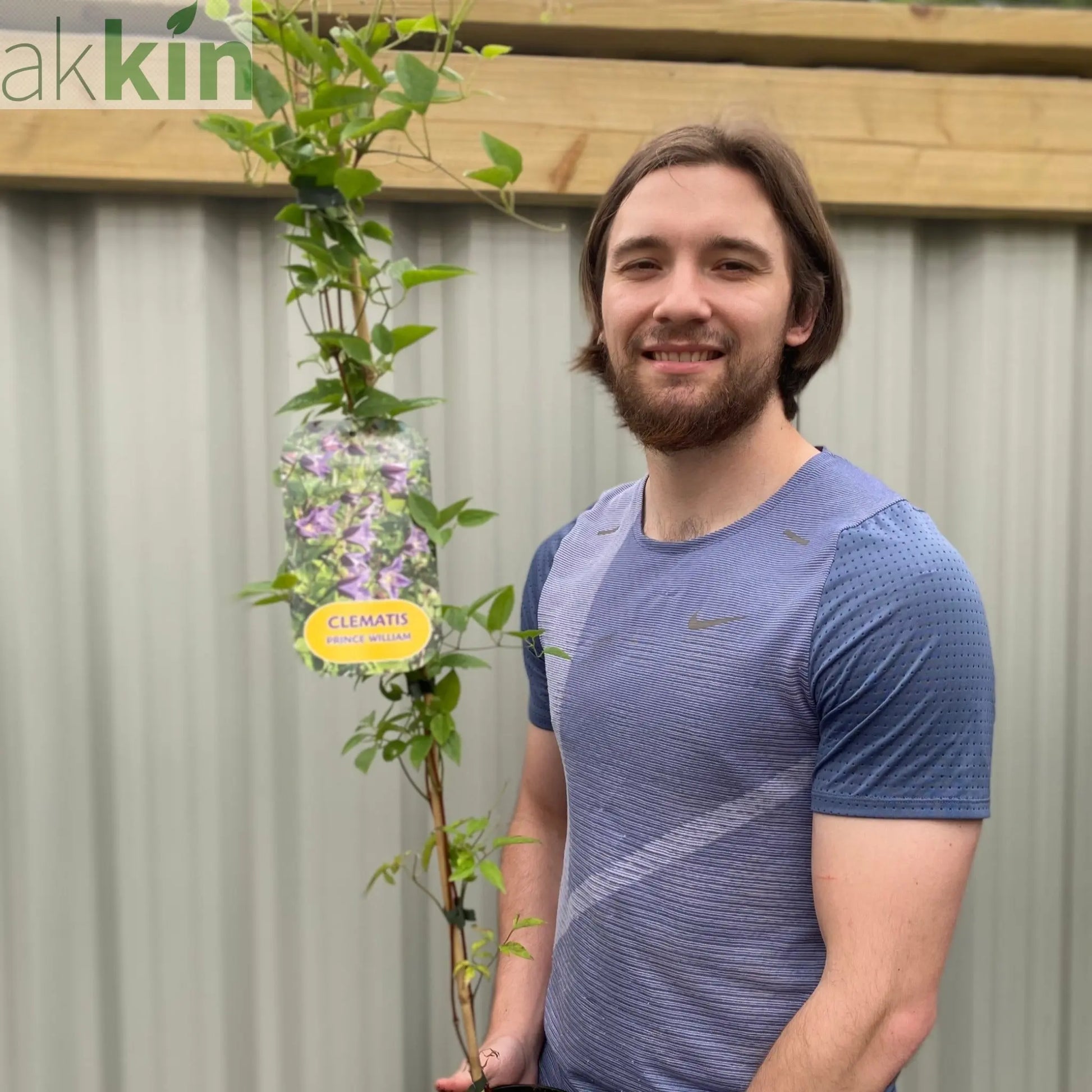 Clematis 'Prince William' 70cm ('Zo08171') One Click Plants