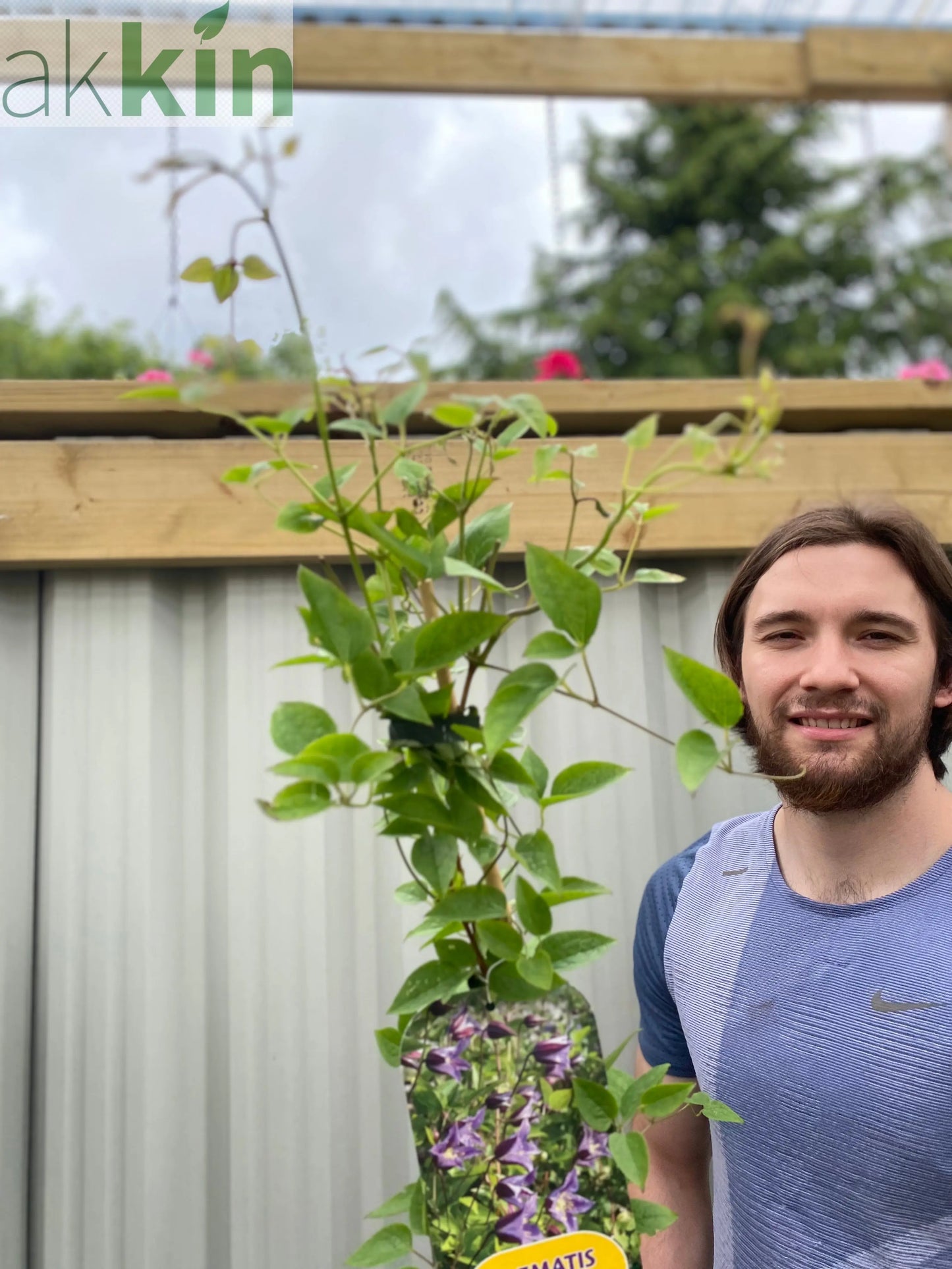 Clematis 'Prince William' 70cm ('Zo08171') One Click Plants