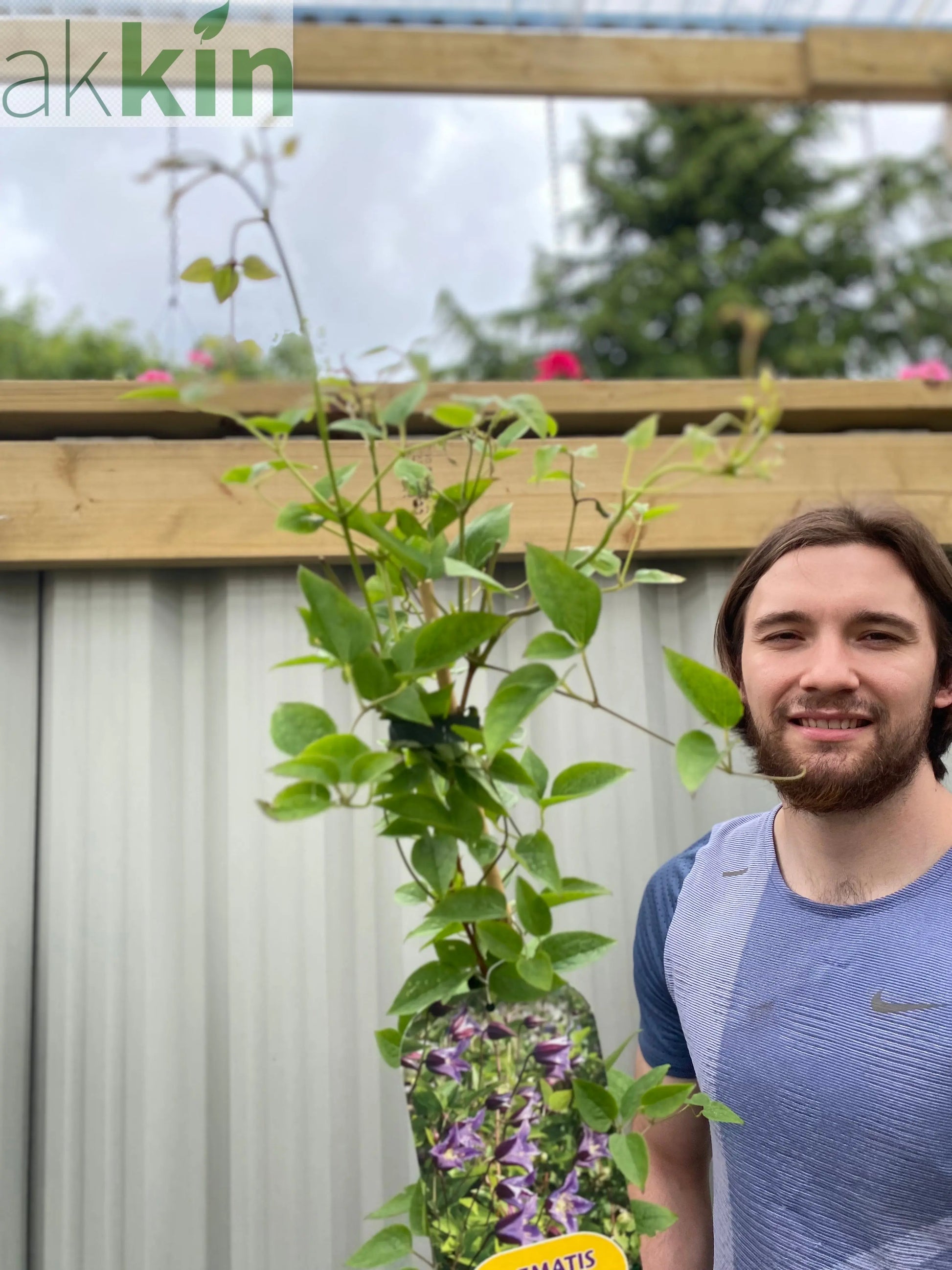 Clematis 'Prince William' 70cm ('Zo08171') One Click Plants