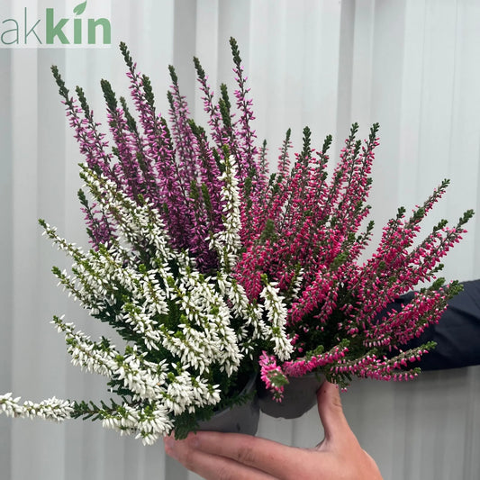 Mix of 3 Calluna Heather (9cm Pot) One Click Plants