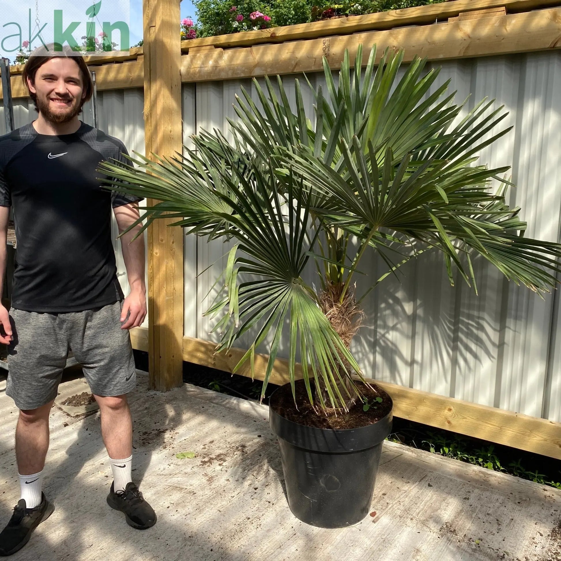 Trachycarpus Fortunei (160-80cm/ TRUNK 40-50cm) 25L One Click Plants