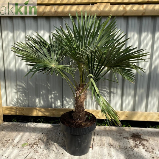 Trachycarpus Fortunei (160-80cm/ TRUNK 40-50cm) 25L One Click Plants