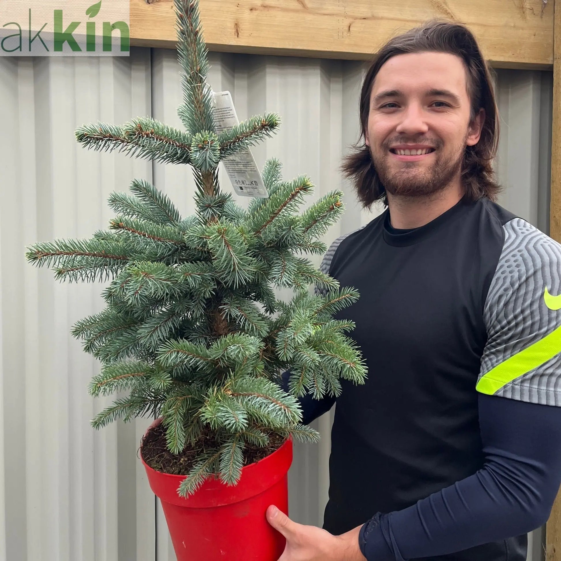 Potgrown Real Christmas Tree | Picea pungens 'Super Blue' | 50-60cm One Click Plants
