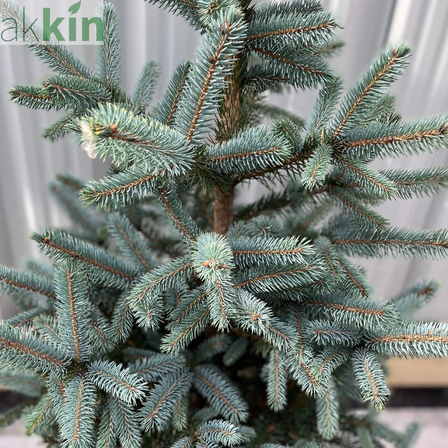 Potted Real Christmas Tree | Picea pungens Super Blue | 70-80cm One Click Plants